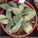 Aloinopsis peersii, Deilanthe, Nananthus peersii, graines, Aizoaceae, Mesembryantemaceae, mesembs