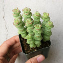Mini plante cactus Crassula rupestris Hottentot