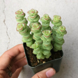 Mini plante cactus Crassula rupestris Hottentot