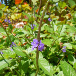Verveine Bleue, Stachytarpheta jamaicensis, Porterweed bleue, Queue de rat, Epi bleu, Crête d’Inde, Portier bleu