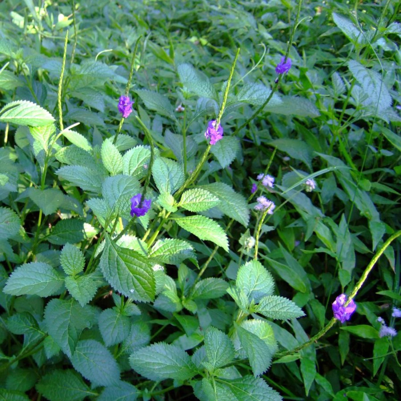 Verveine Bleue, Stachytarpheta jamaicensis, Porterweed bleue, Queue de rat, Epi bleu, Crête d’Inde, Portier bleu