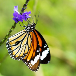 Verveine Bleue, Stachytarpheta jamaicensis, Porterweed bleue, Queue de rat, Epi bleu, Crête d’Inde, Portier bleu