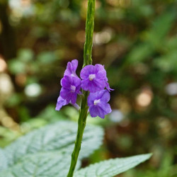 Verveine Bleue, Stachytarpheta jamaicensis, Porterweed bleue, Queue de rat, Epi bleu, Crête d’Inde, Portier bleu