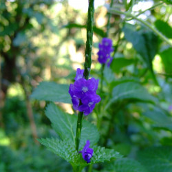 Verveine Bleue, Stachytarpheta jamaicensis, Porterweed bleue, Queue de rat, Epi bleu, Crête d’Inde, Portier bleu