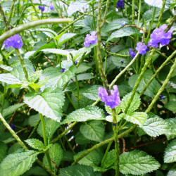 Verveine Bleue, Stachytarpheta jamaicensis, Porterweed bleue, Queue de rat, Epi bleu, Crête d’Inde, Portier bleu