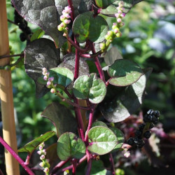 Basella rubra, baselle rouge, épinard de Malabar, de Ceylan, de Chine, d'Inde, de vigne rouge, Tsuru Murasaki, Brède d'Angola