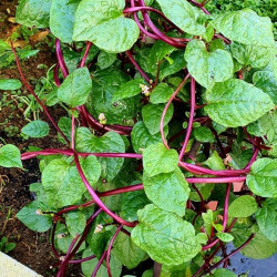 Basella rubra, baselle rouge, épinard de Malabar, de Ceylan, de Chine, d'Inde, de vigne rouge, Tsuru Murasaki, Brède d'Angola