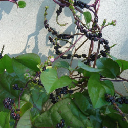 Basella rubra, baselle rouge, épinard de Malabar, de Ceylan, de Chine, d'Inde, de vigne rouge, Tsuru Murasaki, Brède d'Angola