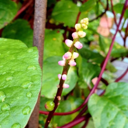 Basella rubra, baselle rouge, épinard de Malabar, de Ceylan, de Chine, d'Inde, de vigne rouge, Tsuru Murasaki, Brède d'Angola