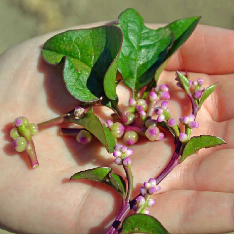 Basella rubra, baselle rouge, épinard de Malabar, de Ceylan, de Chine, d'Inde, de vigne rouge, Tsuru Murasaki, Brède d'Angola