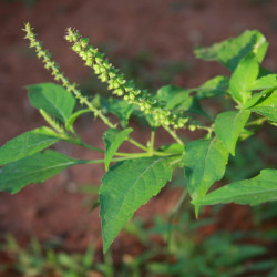 Graines fraîches Ocimum gratissimum, Basilic Africain, Kotimandjo, plante moustique, Baumier, Menthe gabonaise, Vana Tulsi