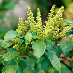 Graines fraîches Ocimum gratissimum, Basilic Africain, Kotimandjo, plante moustique, Baumier, Menthe gabonaise, Vana Tulsi