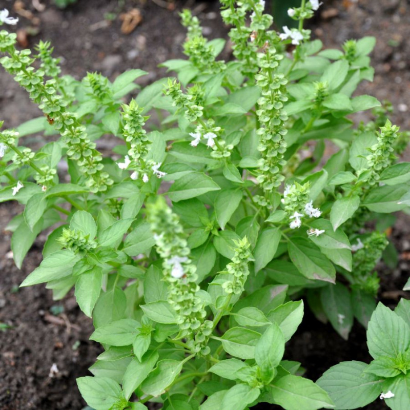 Graines fraîches Ocimum gratissimum, Basilic Africain, Kotimandjo, plante moustique, Baumier, Menthe gabonaise, Vana Tulsi