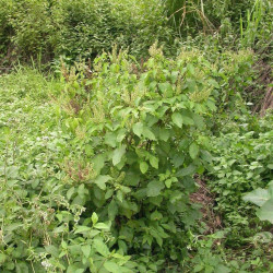 Graines fraîches Ocimum gratissimum, Basilic Africain, Kotimandjo, plante moustique, Baumier, Menthe gabonaise, Vana Tulsi