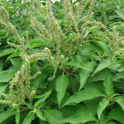 Graines fraîches Ocimum gratissimum, Basilic Africain, Kotimandjo, plante moustique, Baumier, Menthe gabonaise, Vana Tulsi