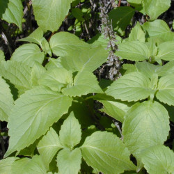 Graines fraîches Ocimum gratissimum, Basilic Africain, Kotimandjo, plante moustique, Baumier, Menthe gabonaise, Vana Tulsi