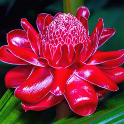 Etlingera elatior, Rose de porcelaine, Ginger Lily, bastón de emperador, Zingiberaceae, gingembre tropical, graines, seeds