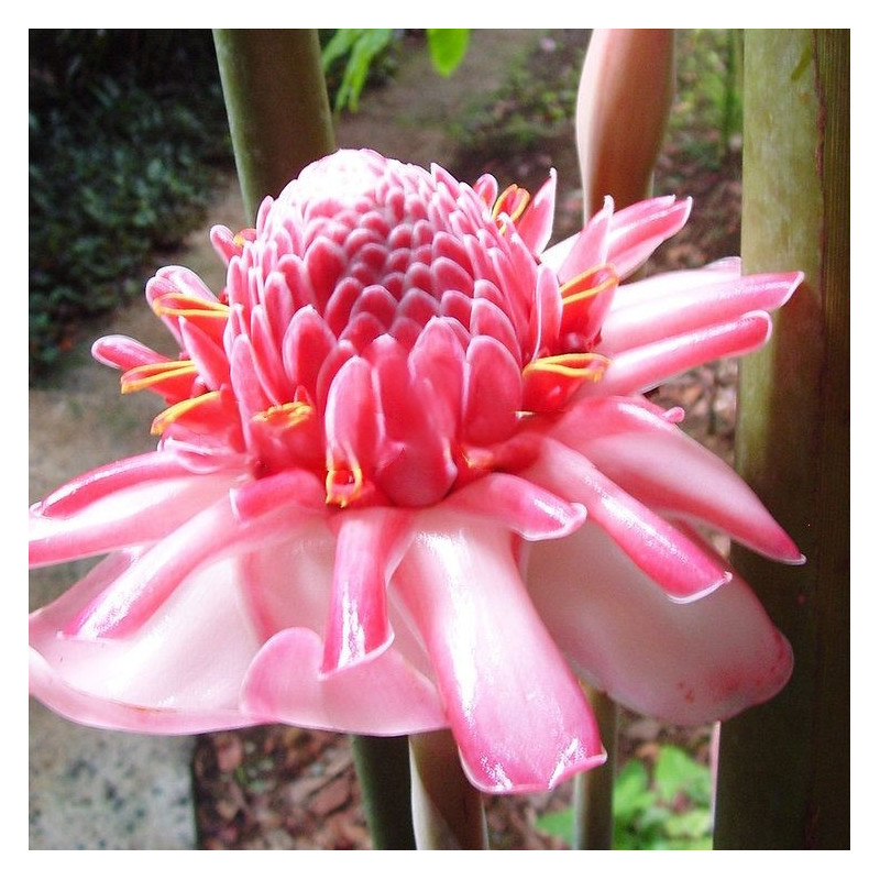 Etlingera elatior, Rose de porcelaine, Ginger Lily, bastón de emperador, Zingiberaceae, gingembre tropical, graines, seeds