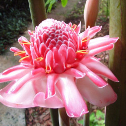 Etlingera elatior, Rose de porcelaine, Ginger Lily, bastón de emperador, Zingiberaceae, gingembre tropical, graines, seeds