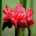 Etlingera elatior, Rose de porcelaine, Ginger Lily, bastón de emperador, Zingiberaceae, gingembre tropical, graines, seeds