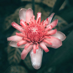 Etlingera elatior, Rose de porcelaine, Ginger Lily, bastón de emperador, Zingiberaceae, gingembre tropical, graines, seeds