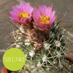 Sclerocactus, Ferocactus, Pediocactus, Echinocactus glaucus, graines seeds, cactus sans crochet du Colorado