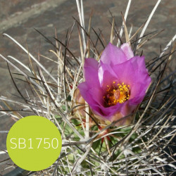 Sclerocactus, Ferocactus, Pediocactus, Echinocactus glaucus, graines seeds, cactus sans crochet du Colorado