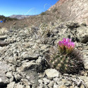 Sclerocactus, Ferocactus, Pediocactus, Echinocactus glaucus, graines seeds, cactus sans crochet du Colorado
