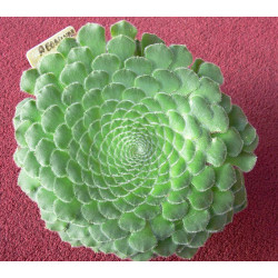 Graines Aeonium tabuliforme, Aéonium tabulaire, Dinner Plate Aeonium,Crassulaceae, rosette, Iles canaries