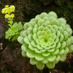 Graines Aeonium tabuliforme, Aéonium tabulaire, Dinner Plate Aeonium,Crassulaceae, rosette, Iles canaries