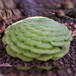 Graines Aeonium tabuliforme, Aéonium tabulaire, Dinner Plate Aeonium,Crassulaceae, rosette, Iles canaries