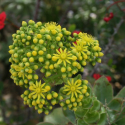Graines Aeonium tabuliforme, Aéonium tabulaire, Dinner Plate Aeonium,Crassulaceae, rosette, Iles canaries