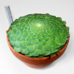 Graines Aeonium tabuliforme, Aéonium tabulaire, Dinner Plate Aeonium,Crassulaceae, rosette, Iles canaries