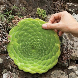 Graines Aeonium tabuliforme, Aéonium tabulaire, Dinner Plate Aeonium,Crassulaceae, rosette, Iles canaries