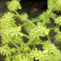 Graines Aeonium tabuliforme, Aéonium tabulaire, Dinner Plate Aeonium,Crassulaceae, rosette, Iles canaries