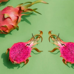 Pitaya sanguin, cactus nocturne du Costa Rica, Selenicereus ou Hylocereus costaricensis, fruit du dragon rouge