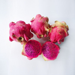 Pitaya sanguin, cactus nocturne du Costa Rica, Selenicereus ou Hylocereus costaricensis, fruit du dragon rouge