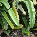 Pitaya sanguin, cactus nocturne du Costa Rica, Selenicereus ou Hylocereus costaricensis, fruit du dragon rouge