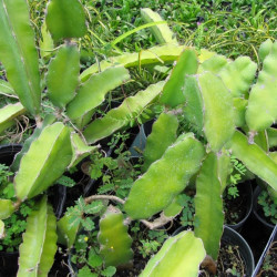 Pitaya sanguin, cactus nocturne du Costa Rica, Selenicereus ou Hylocereus costaricensis, fruit du dragon rouge
