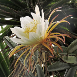 Pitaya sanguin, cactus nocturne du Costa Rica, Selenicereus ou Hylocereus costaricensis, fruit du dragon rouge