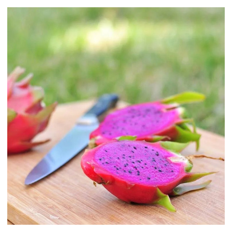 Pitaya sanguin, cactus nocturne du Costa Rica, Selenicereus ou Hylocereus costaricensis, fruit du dragon rouge