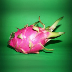 Pitaya sanguin, cactus nocturne du Costa Rica, Selenicereus ou Hylocereus costaricensis, fruit du dragon rouge