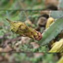 Pitaya sanguin, cactus nocturne du Costa Rica, Selenicereus ou Hylocereus costaricensis, fruit du dragon rouge