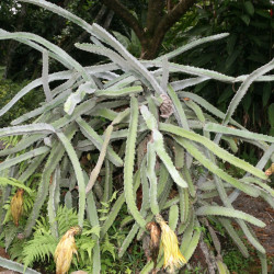 Pitaya sanguin, cactus nocturne du Costa Rica, Selenicereus ou Hylocereus costaricensis, fruit du dragon rouge
