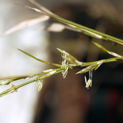 Graines de Bambusa Arundinacea, Bambou géant épineux, Bambusa bambos, Giant thorny bamboo