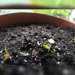 Graines de Bambusa Arundinacea, Bambou géant épineux, Bambusa bambos, Giant thorny bamboo