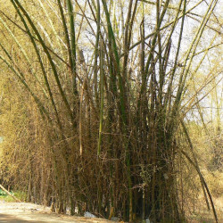 Graines de Bambusa Arundinacea, Bambou géant épineux, Bambusa bambos, Giant thorny bamboo
