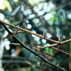 Graines de Bambusa Arundinacea, Bambou géant épineux, Bambusa bambos, Giant thorny bamboo