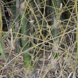Graines de Bambusa Arundinacea, Bambou géant épineux, Bambusa bambos, Giant thorny bamboo