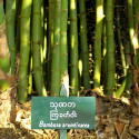 Graines de Bambusa Arundinacea, Bambou géant épineux, Bambusa bambos, Giant thorny bamboo